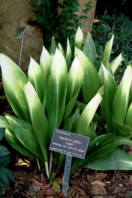 Morning Sun Cast Iron Plant (Aspidistra Elatior 'Asahi') - 3 Gallon Pot 1 Morning Sun Cast Iron Plant (Aspidistra Elatior 'Asahi') - 3 Gallon Pot