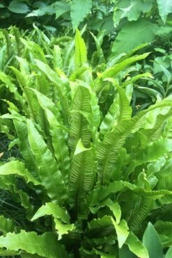 Hart's Tongue Fern (Asplenium Scolopendrium) - 1 Gallon Pot 8 Hart's Tongue Fern (Asplenium Scolopendrium) - 1 Gallon Pot -Plant Promotion Store asplenium scolopendrium harts tongue fern 3