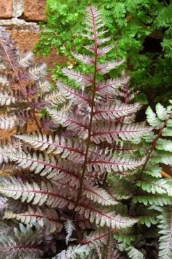 Regal Red Japanese Painted Fern - 5 Pack Of Quart Pots -Plant Promotion Store athyrium pictum regal red japanese painted fern 11 1