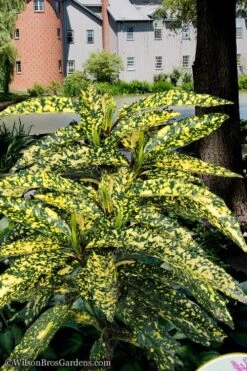 Hosoba Hoshifu Variegated Aucuba (Japanese Laurel) - 1 Gallon Pot -Plant Promotion Store aucuba hosoba hoshifu11