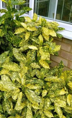 Golden King Aucuba (Male) - 3 Gallon Pot -Plant Promotion Store aucuba japonica golden king japanese laurel 1