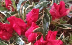 Arctic Rose Azalea - 3 Gallon Pot -Plant Promotion Store azalea arctic rose 4