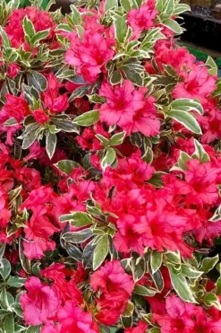 Arctic Rose Azalea - 3 Gallon Pot -Plant Promotion Store azalea arctic rose 5