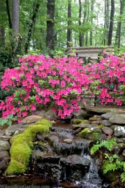 Pink Formosa Azalea - 6 Pack Of 1 Gallon Pots -Plant Promotion Store azalea pink formosa 2