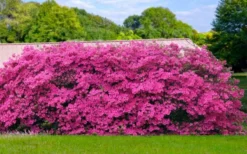 Pink Formosa Azalea - 6 Pack Of 1 Gallon Pots -Plant Promotion Store azalea pink formosa 4