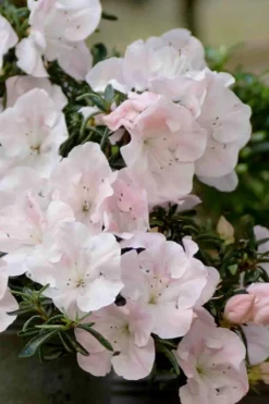 Tsuki No Shimo Satsuki Azalea - 1 Gallon Pot -Plant Promotion Store azalea satsuki tsuki no shimo 100