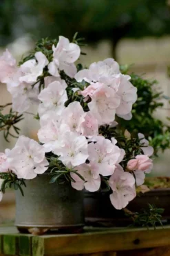 Tsuki No Shimo Satsuki Azalea - 1 Gallon Pot -Plant Promotion Store azalea satsuki tsuki no shimo 101