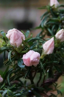 Tsuki No Shimo Satsuki Azalea - 1 Gallon Pot -Plant Promotion Store azalea tsuki no shimo 2