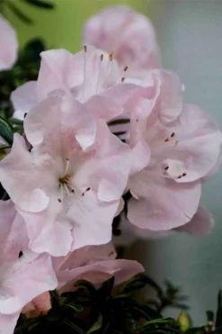 Tsuki No Shimo Satsuki Azalea - 1 Gallon Pot -Plant Promotion Store azalea tsuki no shimo 3