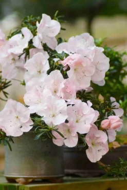 Tsuki No Shimo Satsuki Azalea - 1 Gallon Pot -Plant Promotion Store azalea tsuki no shimo 6