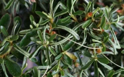 Tsuki No Shimo Satsuki Azalea - 1 Gallon Pot -Plant Promotion Store azalea tsuki no shimo 7