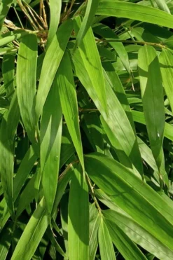 Golden Square Stem Bamboo (Chimonobambusa Quadrangularis 'Suow') - 3 Gallon Pot -Plant Promotion Store bamboo golden square stem 7
