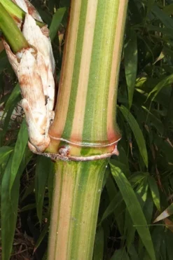 Golden Square Stem Bamboo (Chimonobambusa Quadrangularis 'Suow') - 3 Gallon Pot -Plant Promotion Store bamboo golden square stem 9