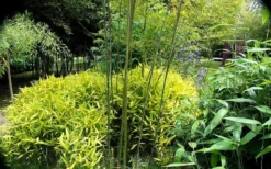 Dwarf Golden Leaf Bamboo - Pleioblastus Viridistriatus 'Chrysophyllus' - 1 Gallon Pot 7 Dwarf Golden Leaf Bamboo - Pleioblastus Viridistriatus 'Chrysophyllus' - 1 Gallon Pot -Plant Promotion Store bamboo green stripe 3