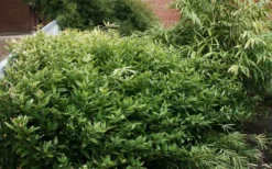 Ruscus Bamboo (Shibataea Kumasaca) - 1 Gallon Pot -Plant Promotion Store bamboo ruscus 21