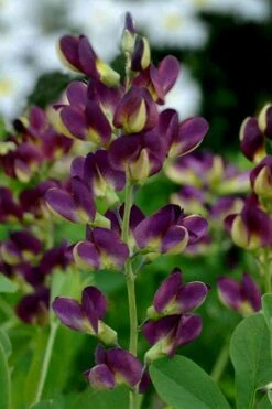 Grape Taffy Baptisia (Purple False Indigo) - 2 Gallon Pot -Plant Promotion Store baptisia australis grape taffy 9