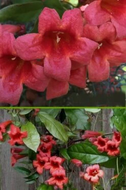 Shalimar Red Crossvine - Bignonia Capreolata - 6 Pack Of 1 Gallon Pots -Plant Promotion Store bignonia shalimar red crossvine 500x750 1