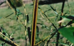 Black Stripe Bamboo - Phyllostachys Nigra Megurochiku - 3 Gallon Pot -Plant Promotion Store black stripe bamboo phyllostachys nigra megurochiku