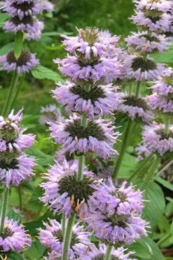 Downy Pagoda Plant (Blephilia Ciliata) - 1 Gallon Pot -Plant Promotion Store blephilia ciliata downy pagoda wood mint 4