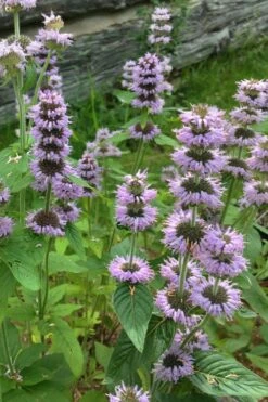 Downy Pagoda Plant (Blephilia Ciliata) - 1 Gallon Pot -Plant Promotion Store blephilia ciliata downy pagoda wood mint 5