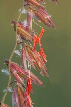 Side Oats Grama Grass (Bouteloua Curtipendula) - 1 Gallon Pot