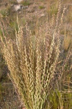 Side Oats Grama Grass (Bouteloua Curtipendula) - 1 Gallon Pot -Plant Promotion Store bouteloua curtipendula side oats grama grass 5