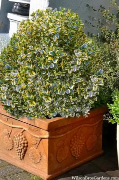 Sunburst Variegated Korean Boxwood - 1 Gallon Pot -Plant Promotion Store boxwood sunburst golden 11