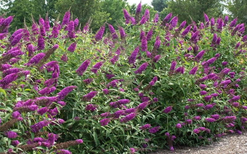 RoyalRazz Butterfly Bush (Buddleia) - 3 Gallon Pot 4 RoyalRazz Butterfly Bush (Buddleia) - 3 Gallon Pot - Image 4