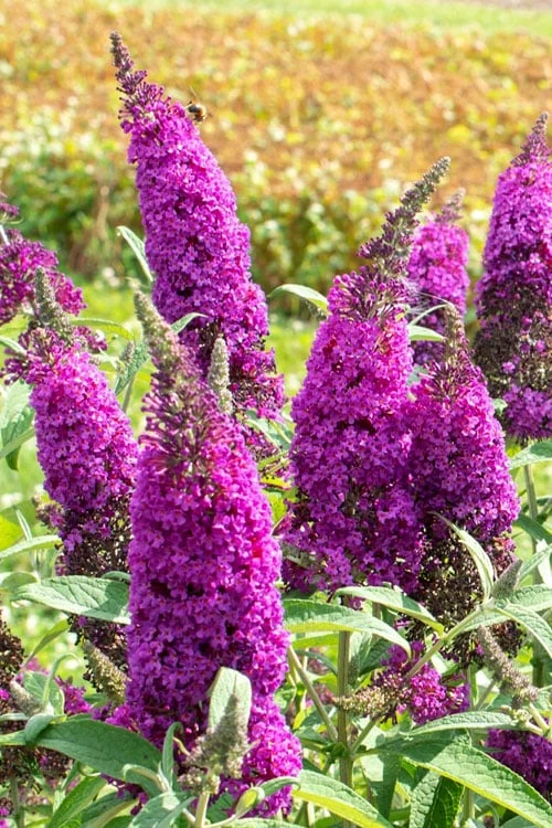 RoyalRazz Butterfly Bush (Buddleia) - 3 Gallon Pot 1 RoyalRazz Butterfly Bush (Buddleia) - 3 Gallon Pot