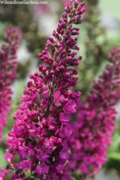 Summer Sips 'Sangria' Dwarf Butterfly Bush - 3 Gallon Pot