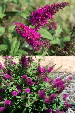 Summer Sips 'Sangria' Dwarf Butterfly Bush - 3 Gallon Pot 7 Summer Sips 'Sangria' Dwarf Butterfly Bush - 3 Gallon Pot -Plant Promotion Store buddleia summer sips sangria dwarf butterfly bush 2