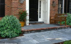 Gordo Boxwood - 5 Pack Of Quart Pots -Plant Promotion Store buxus gordo boxwood 2 1