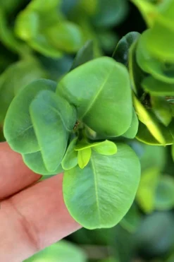 Gordo Boxwood - 1 Gallon Pot -Plant Promotion Store buxus gordo boxwood 3