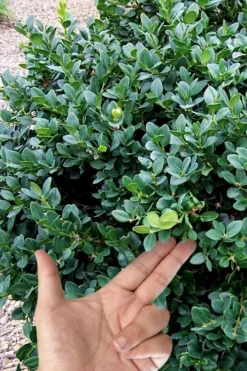 Gordo Boxwood - 1 Gallon Pot -Plant Promotion Store buxus gordo boxwood 4