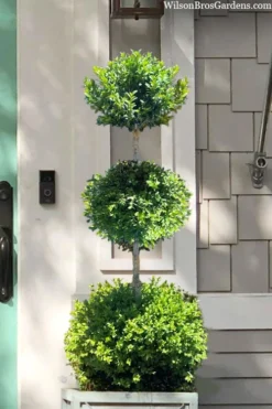 Green Mountain Boxwood 3-Ball Poodle Tier Topiary - 6 Gallon Pot