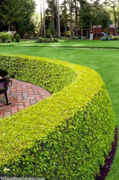 Golden Triumph Variegated Dwarf Boxwood - 3 Gallon Pot -Plant Promotion Store buxus microphylla golden triumph boxwood hedge 2