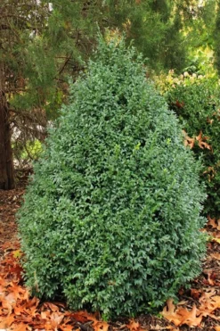John Baldwin Boxwood - 1 Gallon Pot -Plant Promotion Store buxus microphylla john baldwin boxwood 6