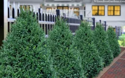 John Baldwin Pyramidal Boxwood - 3 Gallon Pot 9 John Baldwin Pyramidal Boxwood - 3 Gallon Pot -Plant Promotion Store buxus microphylla john baldwin boxwood 8 1