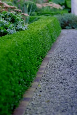 Little Missy Dwarf Boxwood - 6 Pack Of 1 Gallon Pots 9 Little Missy Dwarf Boxwood - 6 Pack Of 1 Gallon Pots -Plant Promotion Store buxus microphylla little missy dwarf boxwood 3 3