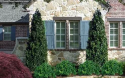 Arctic Emerald Columnar Boxwood - 6 Pack Of 1 Gallon Pots 10 Arctic Emerald Columnar Boxwood - 6 Pack Of 1 Gallon Pots -Plant Promotion Store buxus sempervirens arctic emerald boxwood 103