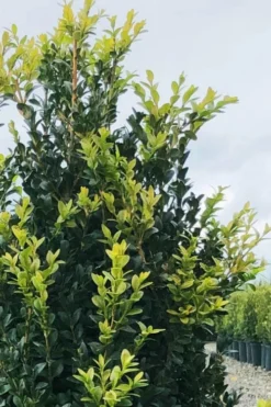 Arctic Emerald Columnar Boxwood - 1 Gallon Pot -Plant Promotion Store buxus sempervirens arctic emerald boxwood 12 1