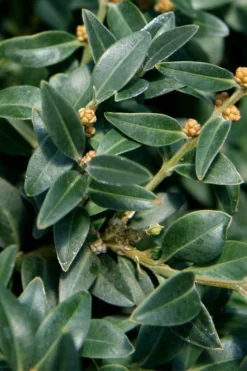 Arctic Emerald Columnar Boxwood - 1 Gallon Pot -Plant Promotion Store buxus sempervirens arctic emerald boxwood 16 1