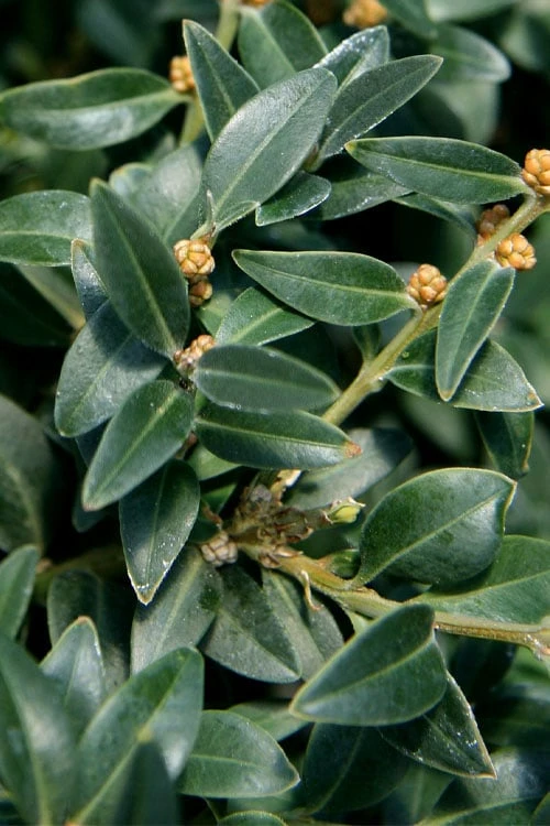 Arctic Emerald Columnar Boxwood - 6 Pack Of 1 Gallon Pots 7 Arctic Emerald Columnar Boxwood - 6 Pack Of 1 Gallon Pots - Image 7