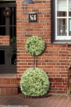 Variegated Boxwood 2-Ball Poodle Tier Topiary - 5 Gallon Pot -Plant Promotion Store buxus sempervirens aureovariegata boxwood 2 ball poodle tier 8