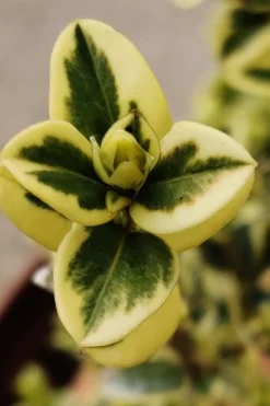 Variegated Boxwood (Buxus Sempervirens 'Aureovariegata') - 2 Gallon Pot - SALE -Plant Promotion Store buxus sempervirens aureovariegata variegated boxwood 1 2