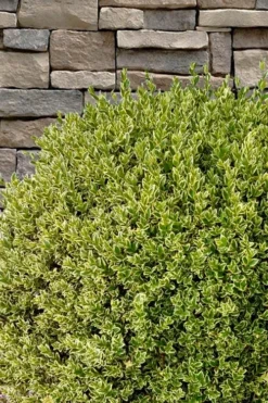 Variegated Boxwood (Buxus Sempervirens 'Aureovariegata') - 2 Gallon Pot - SALE -Plant Promotion Store buxus sempervirens aureovariegata variegated boxwood 10 1