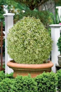Elegans Variegated Boxwood - Buxus Sempervirens 'Elegantissima' - 6 Pack Of 1 Gallon Pots -Plant Promotion Store buxus sempervirens elegantissima variegated boxwood 101 1