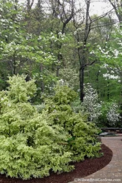 Elegans Variegated Boxwood - Buxus Sempervirens 'Elegantissima' - 6 Pack Of 1 Gallon Pots -Plant Promotion Store buxus sempervirens elegantissima variegated boxwood 102 1