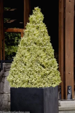 Elegans Variegated Boxwood - Buxus Sempervirens 'Elegantissima' - 3 Gallon Pot -Plant Promotion Store buxus sempervirens elegantissima variegated boxwood 105