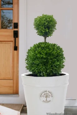 Dwarf English Boxwood Two-Ball Poodle Tier Topiary - 3 Gallon Pot -Plant Promotion Store buxus sempervirens suffriticosa standard two ball topiary boxwood 5